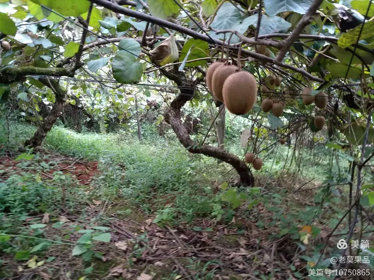 中国猕猴桃产业的发祥地